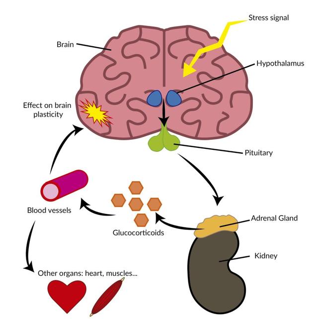 人体中枪之后，到底是一种什么感觉？为啥还有人说一点都不疼？
