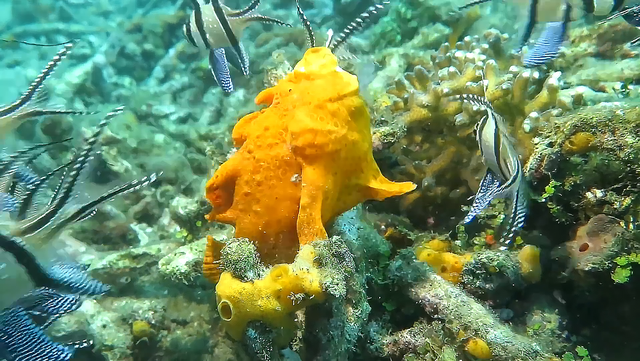 攻击速度最快的鱼，堪称“鱼界第一快嘴”，但它竟然不会游泳？