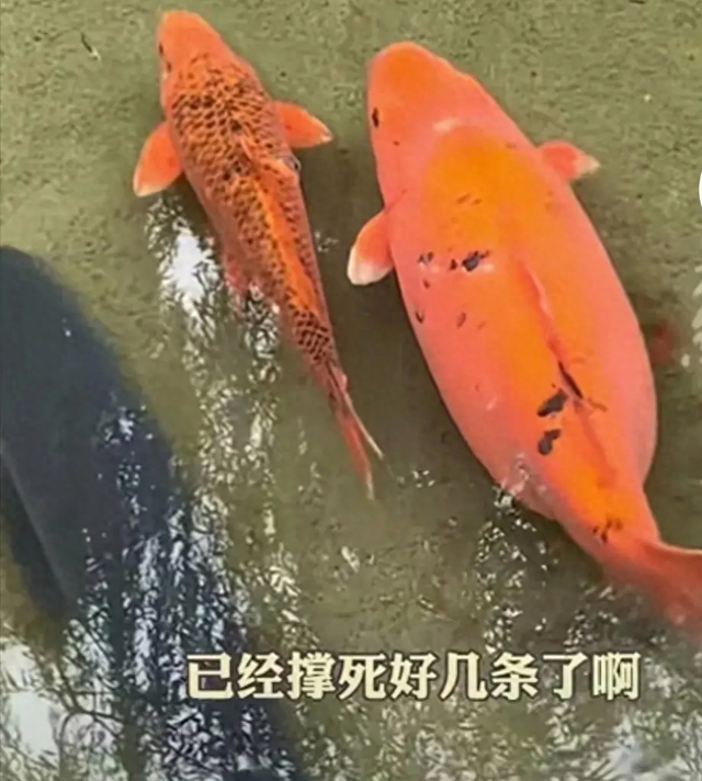 太搞笑了！国庆第一倒霉鬼，济南锦鲤吃撑而死，保安用证据劝游客