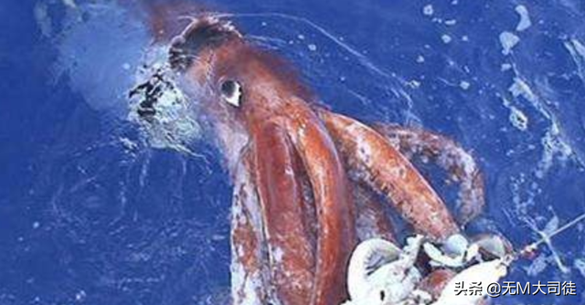 带你深度认识真正的《加勒比海盗2·聚魂棺》