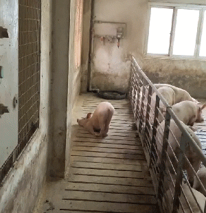 柳岩辽宁春晚小品《大腕来袭》中的护士装，演绎别样美丽