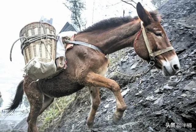 为什么有人说骡子怀孕必死？骡子真的不能生育吗？
