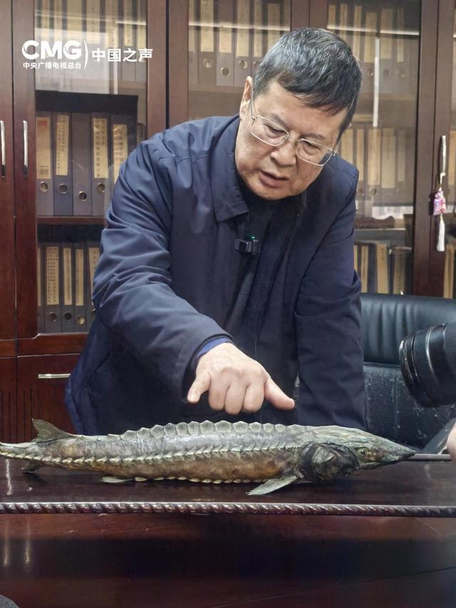 时光里丨长江追鲟四十年 他说保护中华鲟的人没有放弃