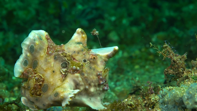 攻击速度最快的鱼，堪称“鱼界第一快嘴”，但它竟然不会游泳？