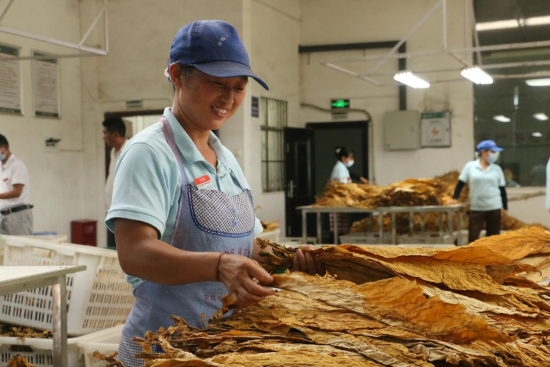 “黄金叶”点燃致富希望