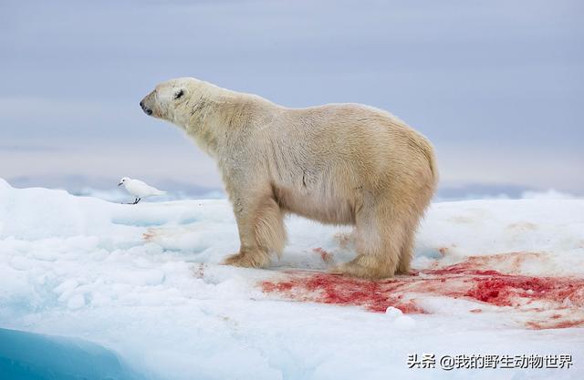 北极熊的交配行为：公熊使用暴力，是有原因的