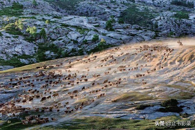 李娟《阿勒泰的角落》：绿色就是大地上最广阔、最感人的自由呀