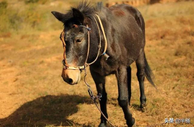 为什么有人说骡子怀孕必死？骡子真的不能生育吗？