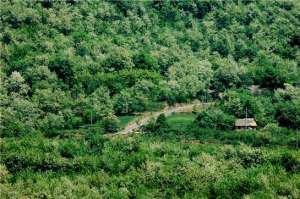 卫林(渭南：“绿卫2019” 卫林执法在行动)