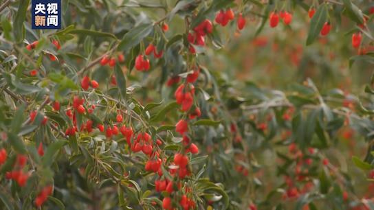 坐着高铁看中国丨行走“天路”最美青藏线！小小枸杞撑起戈壁绿洲