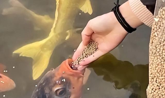 太搞笑了！国庆第一倒霉鬼，济南锦鲤吃撑而死，保安用证据劝游客