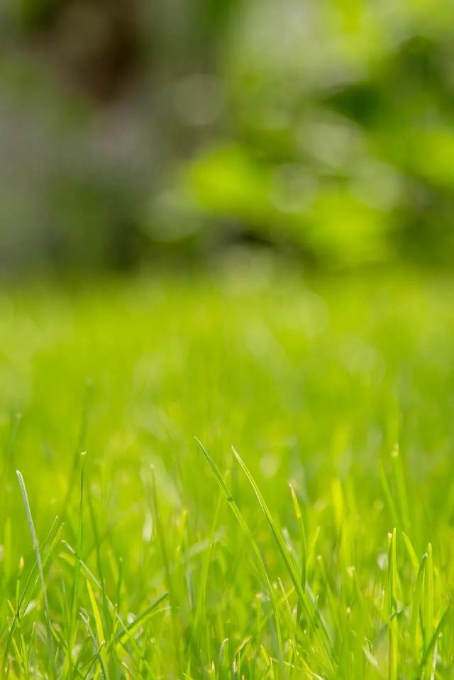 寻一抹绿，访一季春