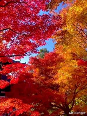 越看越美丽(苏州园林因“红到极致的枫树走红”，拍照美如画，越看越漂亮)