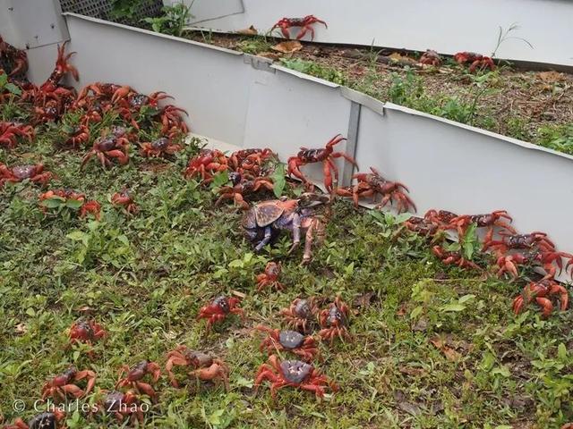 荒野间谍第二季-大迁徙队伍里的间谍红蟹