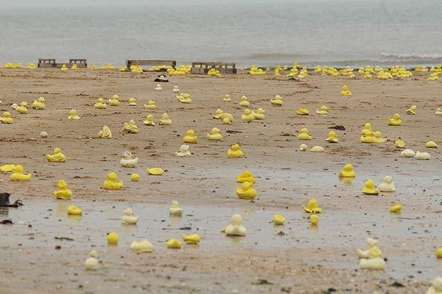 受人追捧的“流量鸭”，不只有可达鸭