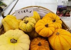 红柘、金稻、粉蔬，奉贤这个村的“庭院经济”有看头！