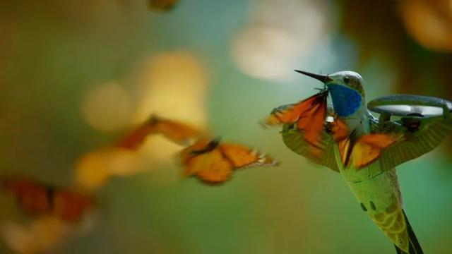 荒野间谍第二季-大迁徙队伍里的间谍红蟹