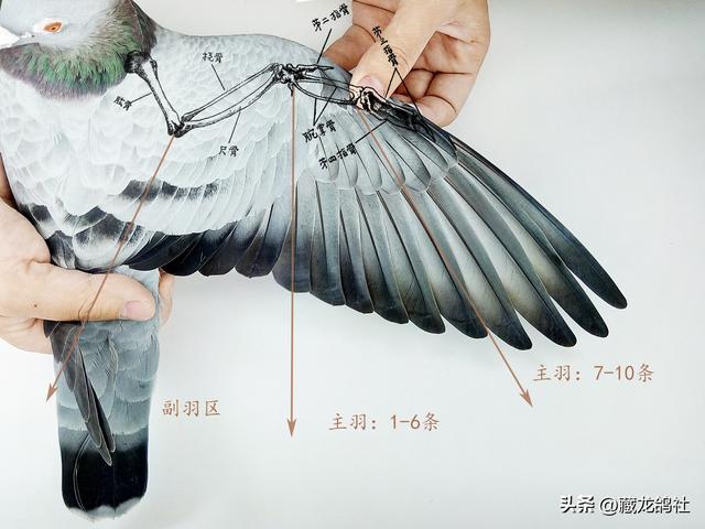 优秀信鸽该有的羽翼形态