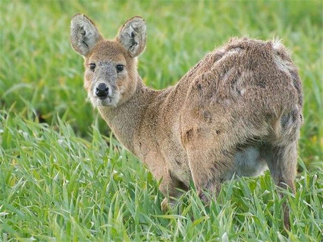 吉林桦甸出现长獠牙的香獐,雄性争斗很凶猛,遇老虎却没命逃跑