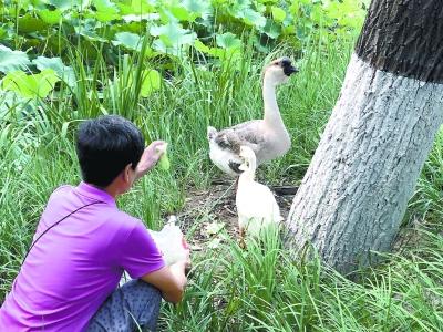 从野水伴荒草到江南水乡 这里住着一只吃百家饭的大鹅