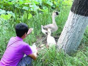 乐得其所(从野水伴荒草到江南水乡 这里住着一只吃百家饭的大鹅)