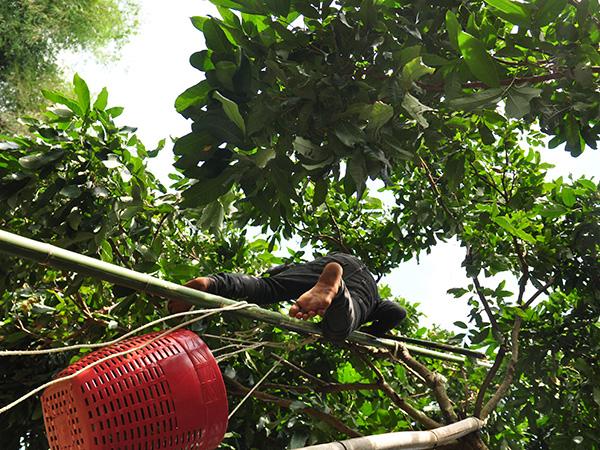 为龙画眼——柬埔寨汗水，泰国甜蜜与中国舌尖