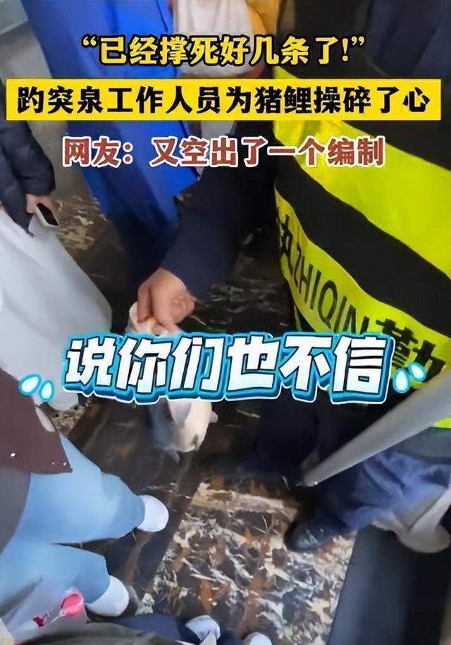 太搞笑了！国庆第一倒霉鬼，济南锦鲤吃撑而死，保安用证据劝游客