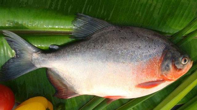 柳州公园惊现“食人鱼”！满口利齿模样吓人，物种入侵有多严重？