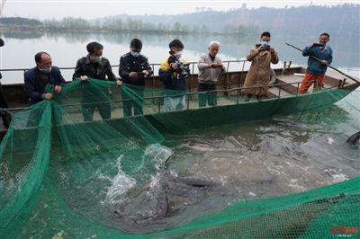 全国首次！子一代长江鲟“安家”青衣江