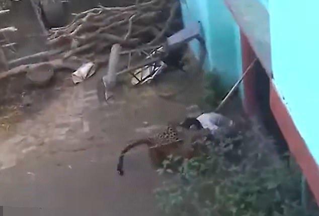 印度上演现实版“武松打虎” 60岁男子大战凶猛母豹