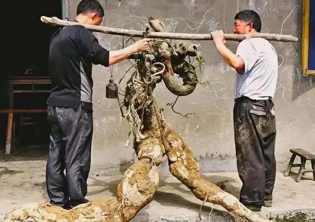 # 广西农民挖出400斤“树根”5天卖了68万，这背后是怎样的故事？
