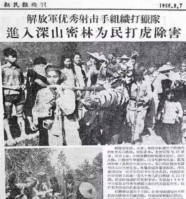 打虎英雄陈耆芳，为孙复仇打死138只老虎，周总理亲自接见