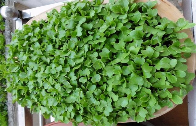 鸡毛菜，煮汤好？炒菜好？