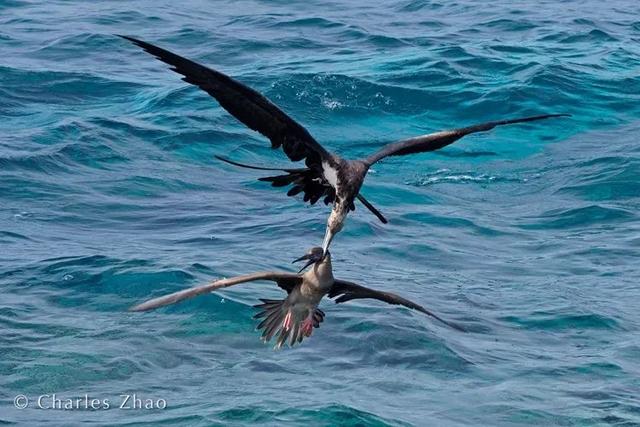 荒野间谍第二季-大迁徙队伍里的间谍红蟹