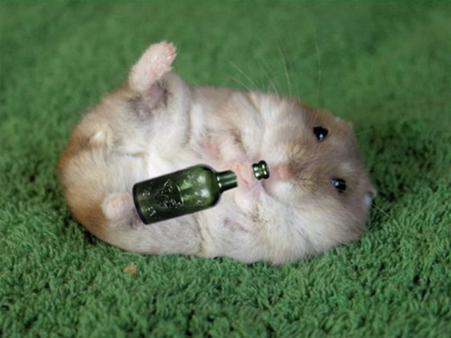 一天96瓶啤酒,再能喝的人也拼不过小仓鼠