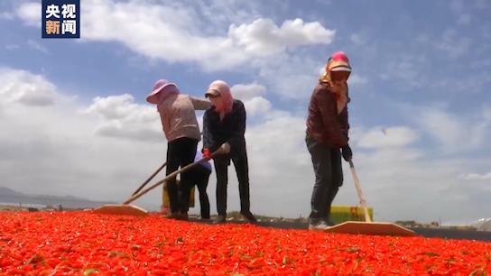坐着高铁看中国丨行走“天路”最美青藏线！小小枸杞撑起戈壁绿洲