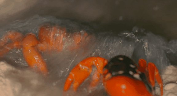 荒野间谍第二季-大迁徙队伍里的间谍红蟹