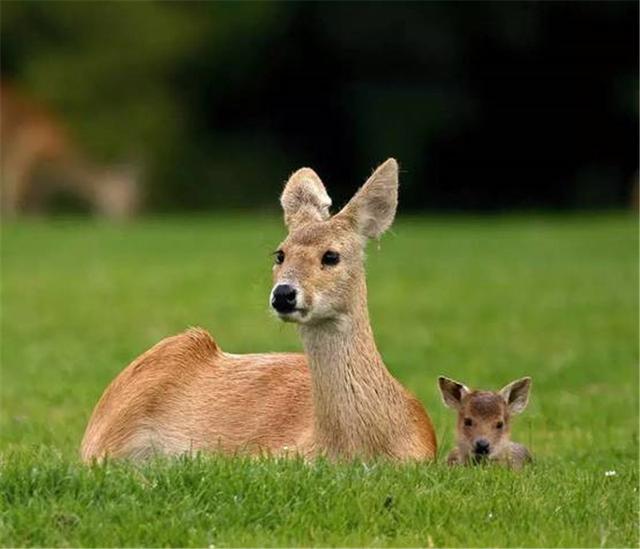 吉林桦甸出现长獠牙的香獐,雄性争斗很凶猛,遇老虎却没命逃跑