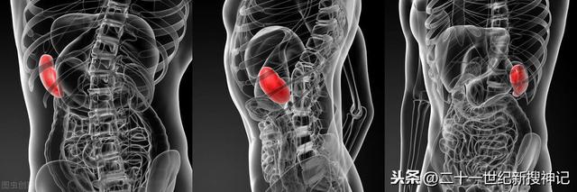 性命之谜（廿四）脾脏：五脏中的小透明，却有大名鼎鼎的神灵代表