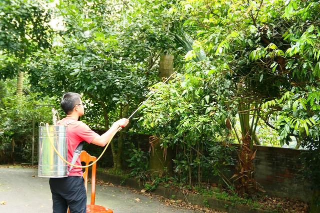 随处可见的臭屁虫，现在怎么消失了？云南人当美食吃到300元一斤