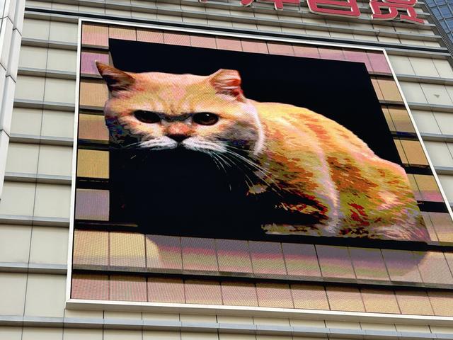 “最大胖橘”现身上海徐家汇,屏幕后的他说萌猫“很治愈”