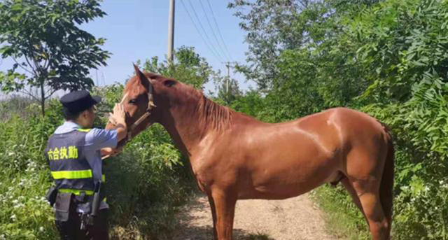 扬州百万名马出逃南京偷吃玉米，村民：惹不起！什么马这么名贵？