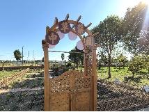 红柘、金稻、粉蔬，奉贤这个村的“庭院经济”有看头！