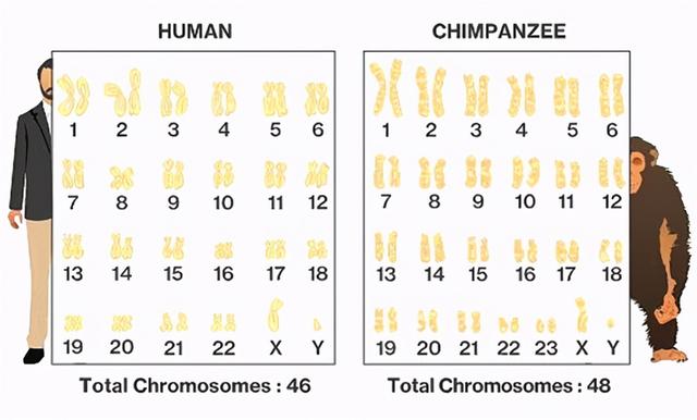 “人兽杂交”是何目的?苏联5名女性主动请缨,日本搞起胚胎试验