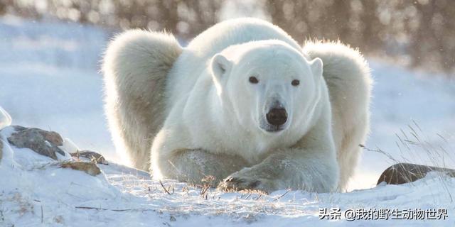 北极熊的交配行为：公熊使用暴力，是有原因的