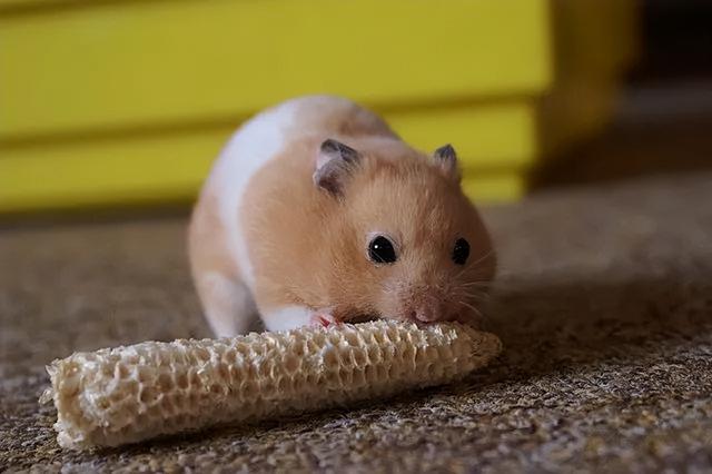 一天96瓶啤酒,再能喝的人也拼不过小仓鼠