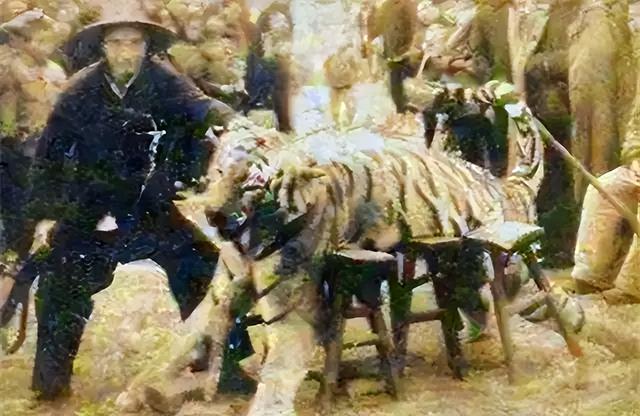 打虎英雄陈耆芳，为孙复仇打死138只老虎，周总理亲自接见