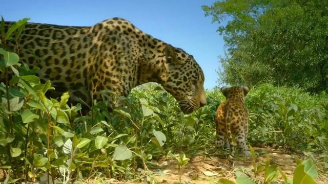 荒野间谍第二季-大迁徙队伍里的间谍红蟹