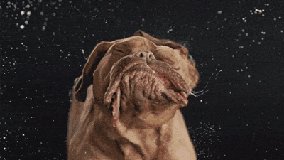 主子，求您赏脸洗个澡吧，成天舔毛能弄干净吗？