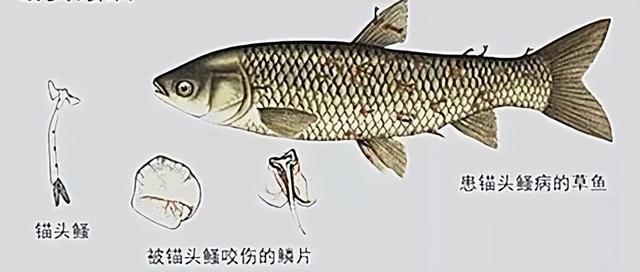 硫酸亚铁+敌杀死:两药合剂杀灭锚头鳋效果好